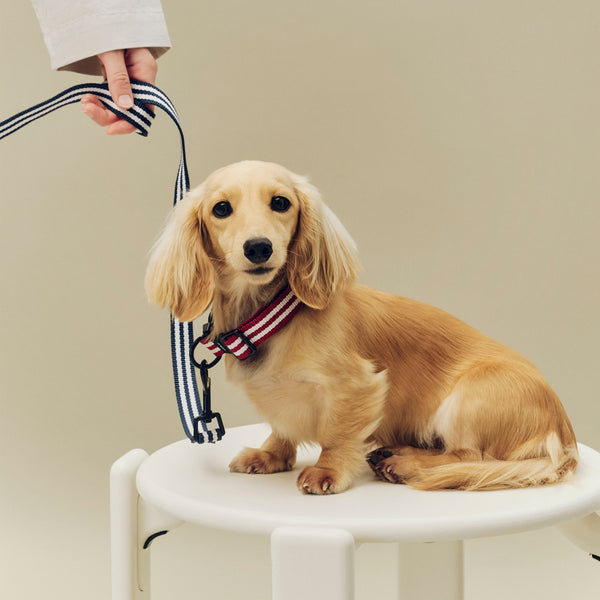 Correa para perro Dogs · HAY · ambiente