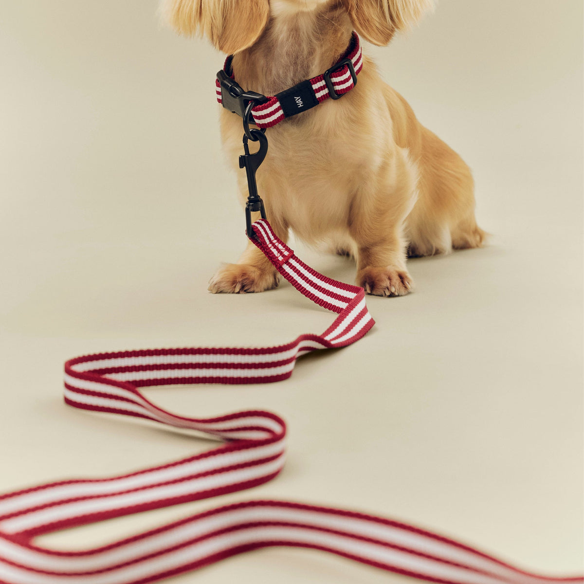 Correa para perro Dogs · HAY · ambiente