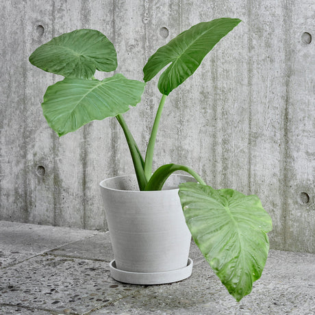 Maceta con plato Flowerpot · HAY · ambiente