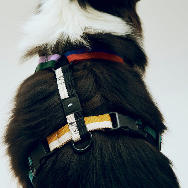 Arnés para perro Dogs · HAY · ambiente