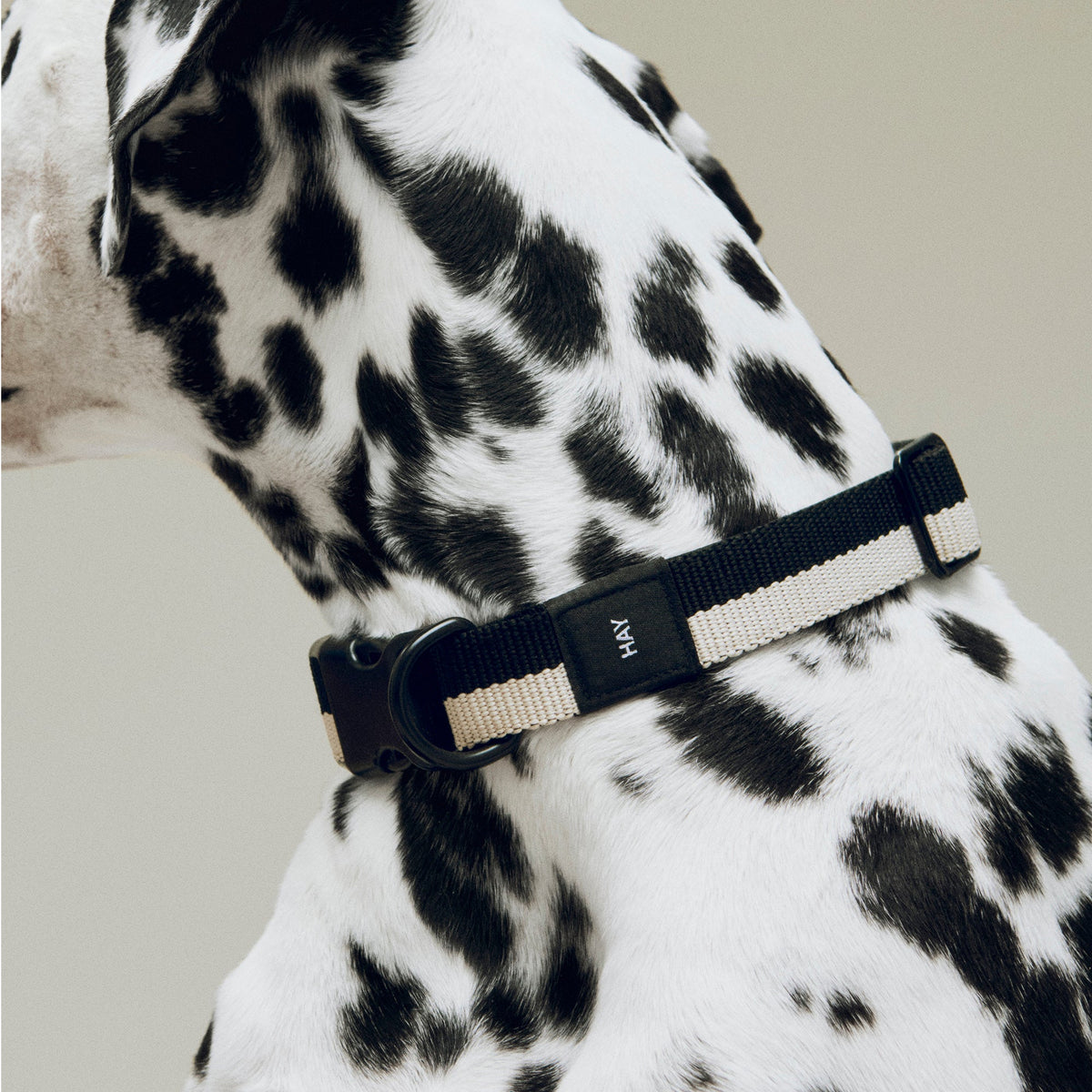 Collar para perro Dogs · HAY · ambiente