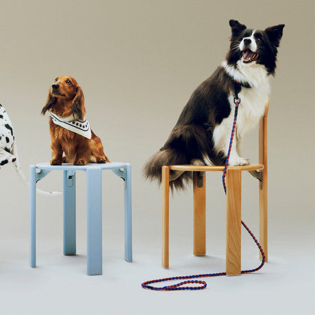 Correa para perro Dogs · HAY · ambiente