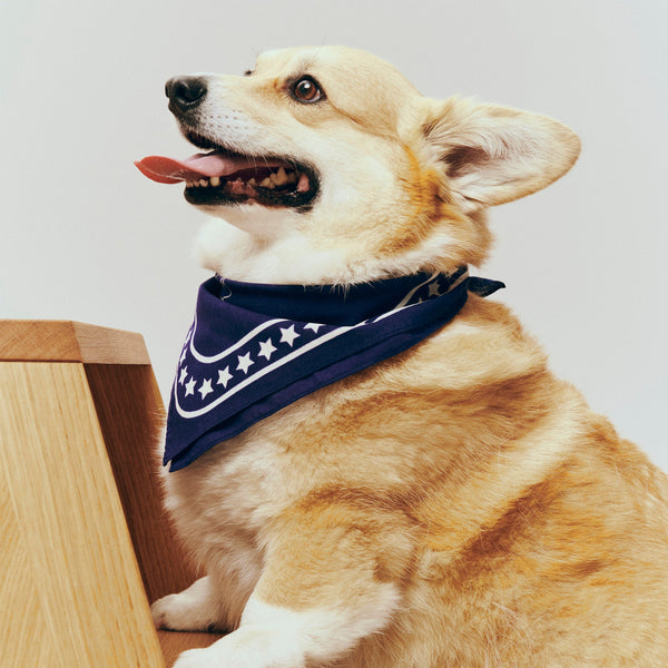 Pañuelo para perro Dogs · HAY · ambiente
