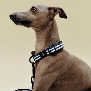 Collar para perro Dogs · HAY · ambiente