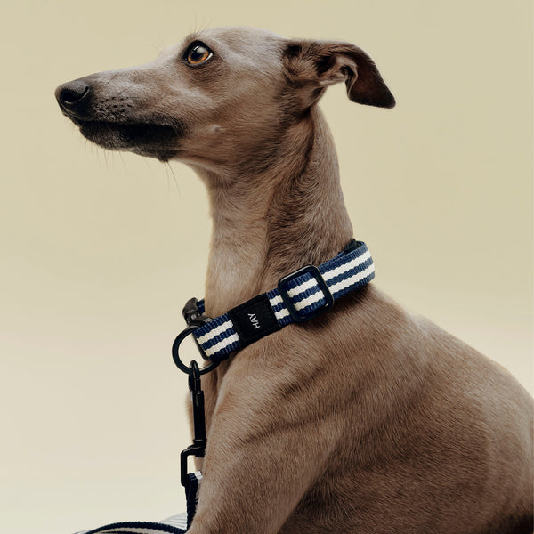 Collar para perro Dogs · HAY · ambiente