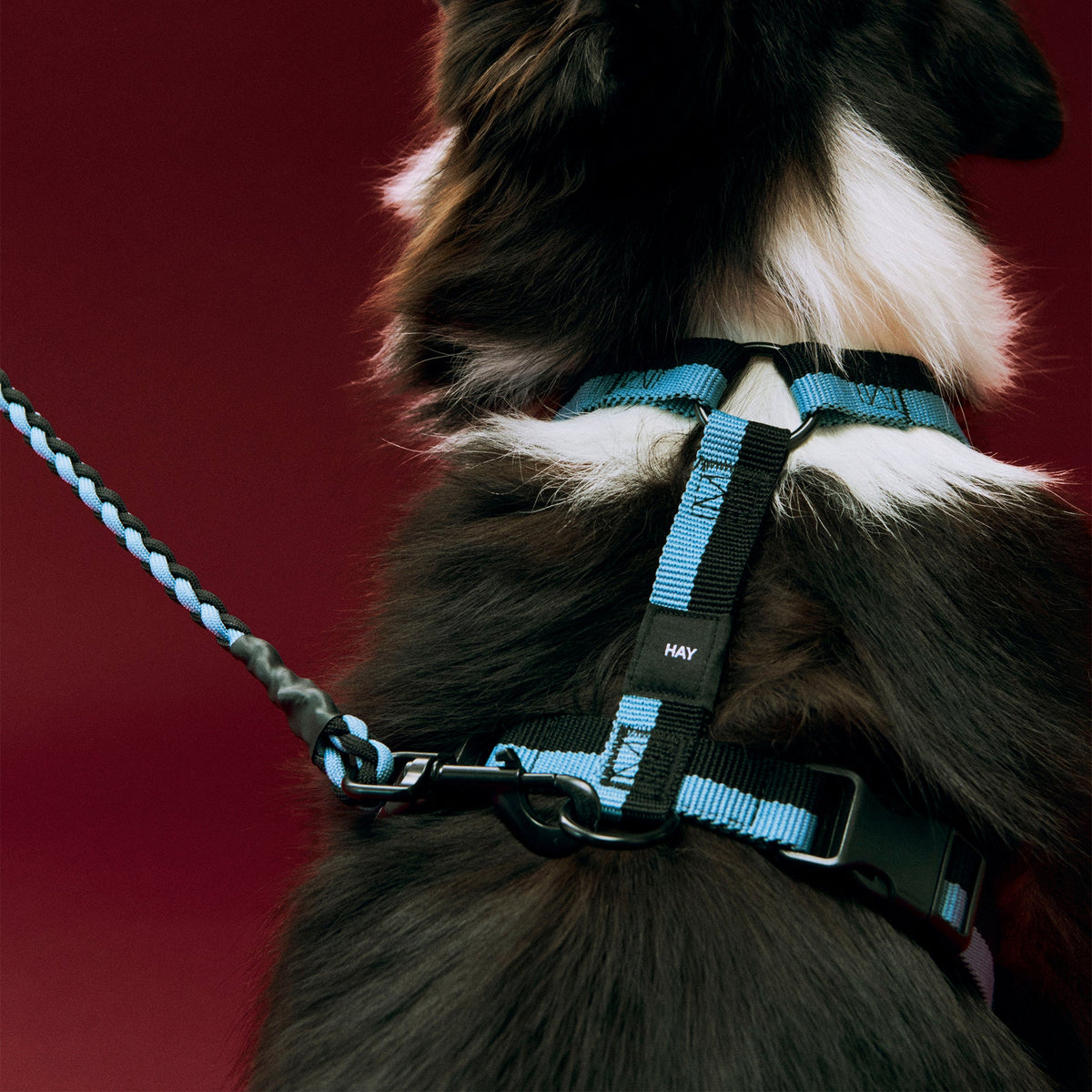 Arnés para perro Dogs · HAY · ambiente
