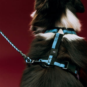 Arnés para perro Dogs · HAY · ambiente