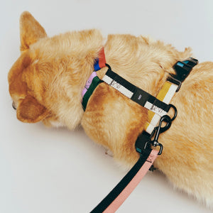 Arnés para perro Dogs · HAY · ambiente