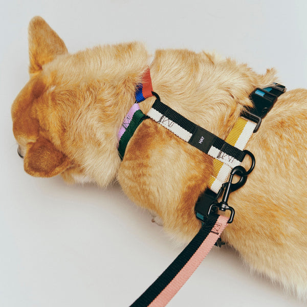 Arnés para perro Dogs · HAY · ambiente