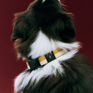 Collar para perro Dogs · HAY · ambiente