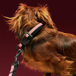 Collar para perro Dogs · HAY · ambiente