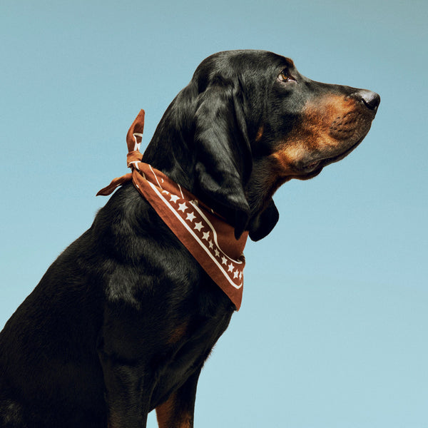 Pañuelo para perro Dogs · HAY · ambiente