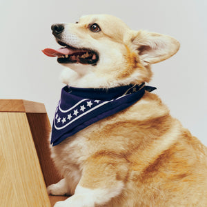 Pañuelo para perro Dogs · HAY · ambiente