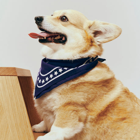 Pañuelo para perro Dogs · HAY · ambiente