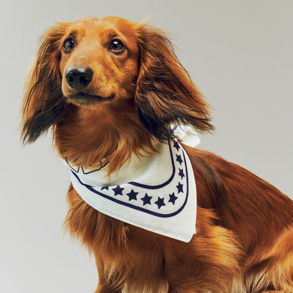 Pañuelo para perro Dogs · HAY · ambiente
