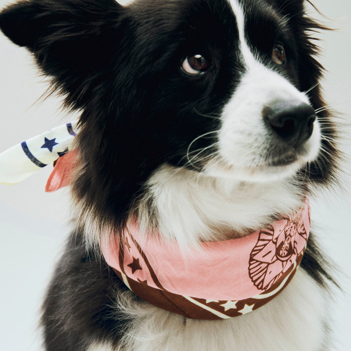 Pañuelo para perro Dogs · HAY · ambiente